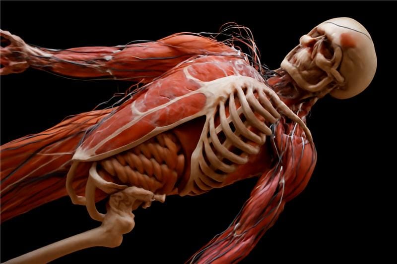 A deep dive into human anatomy, including essential structures and systems, to prepare for the NRE exam