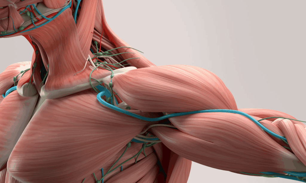 An exploration of bones, muscles, and joints, and their disorders, with a focus on clinical application for NRE.